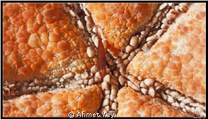 Partner shrimp, under the seastar... by Ahmet Yay 